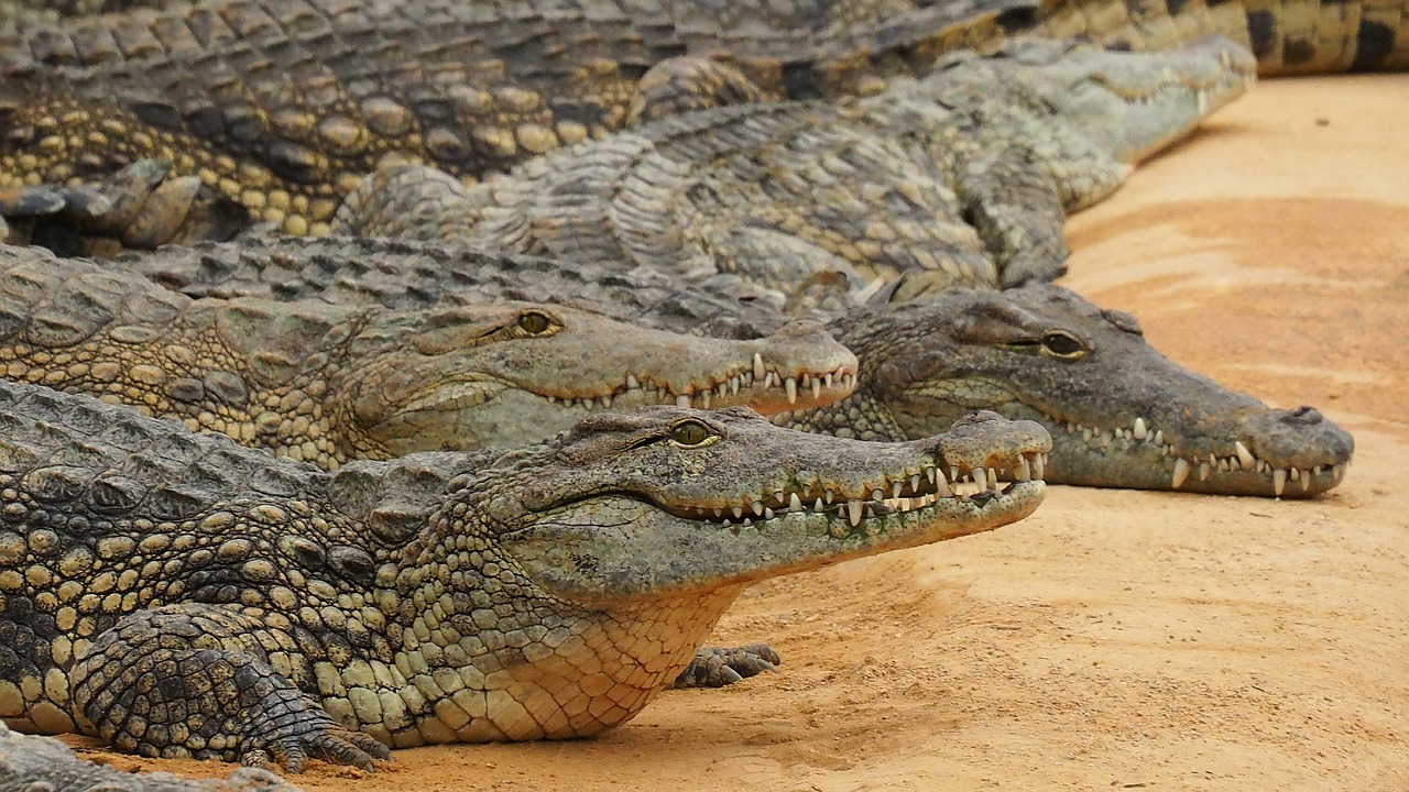 nature crocodile nile crocodile free photo