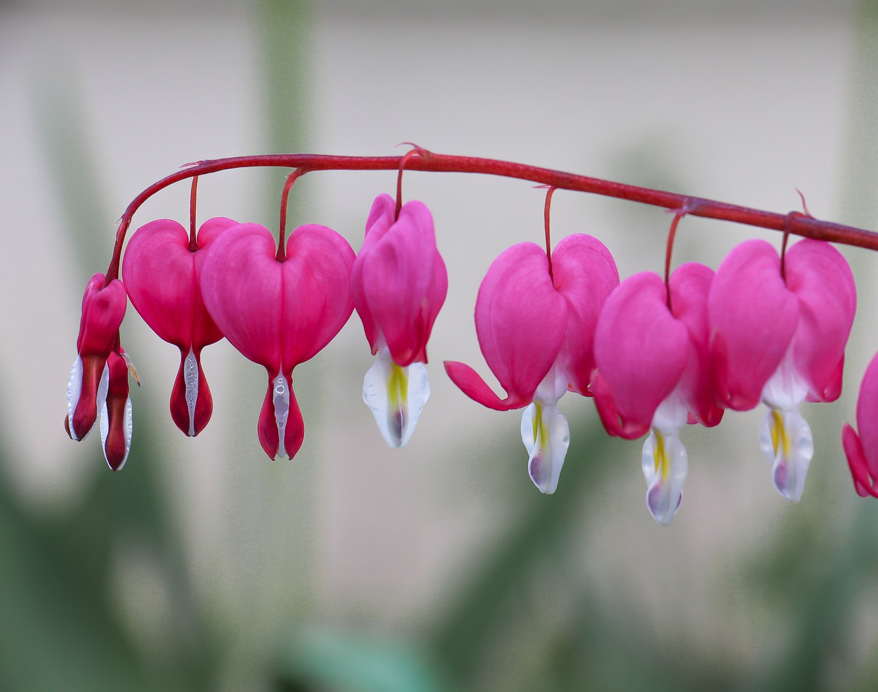 nature flower plant free photo