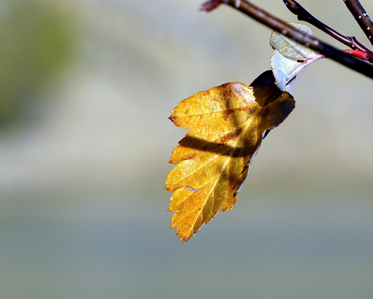 nature leaf outdoors free photo