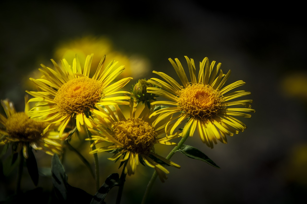 nature plant flower free photo