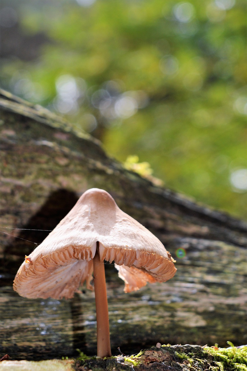 nature fungi mushroom free photo