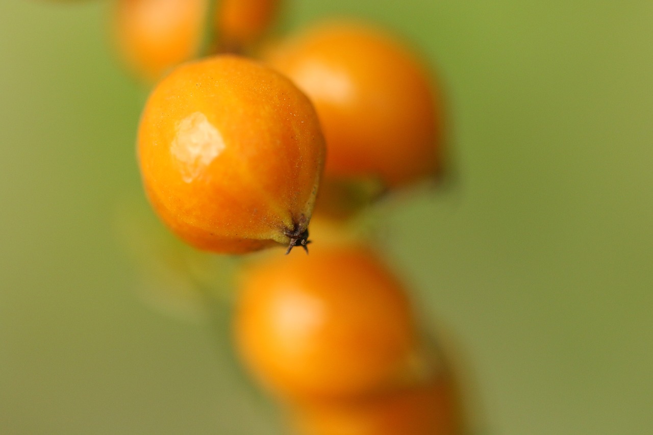 nature leaf fruit free photo