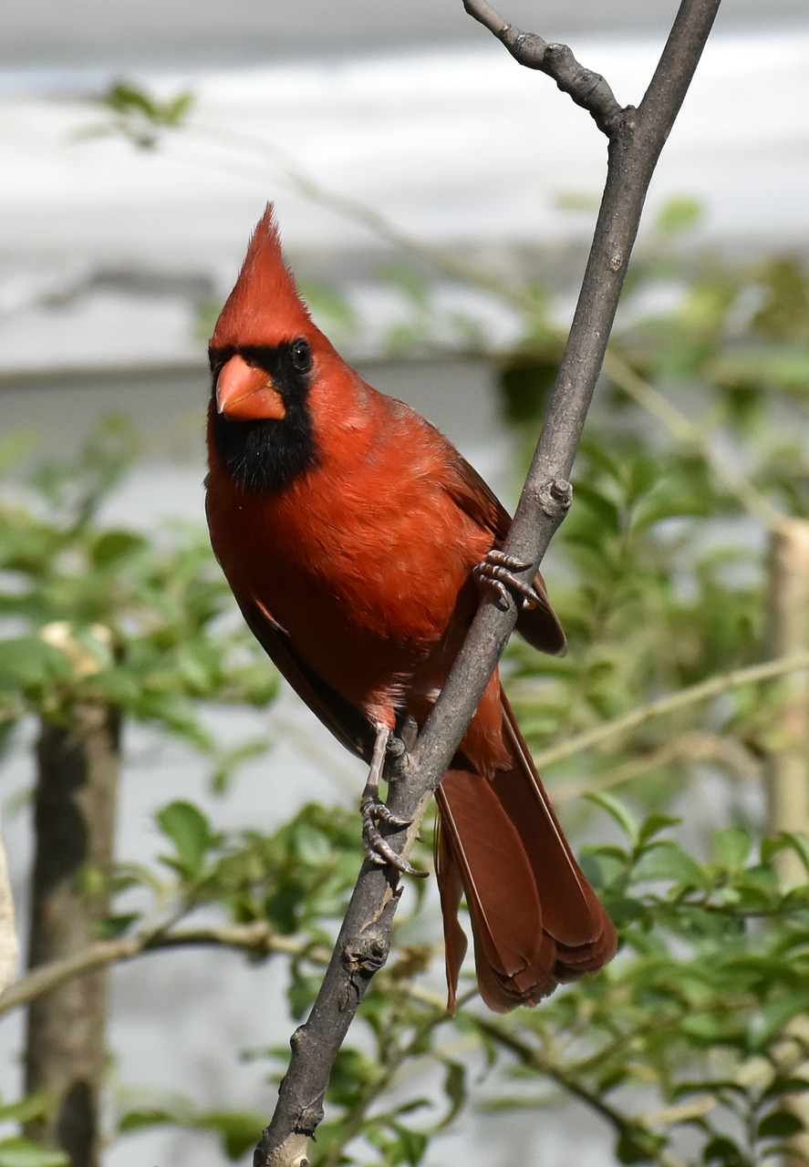 nature bird wildlife free photo