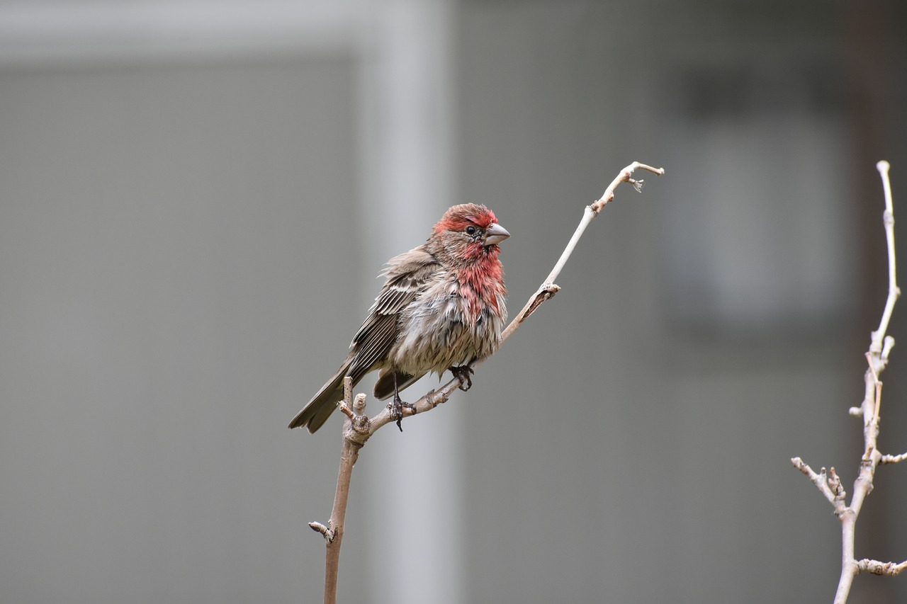 nature bird house finch free photo