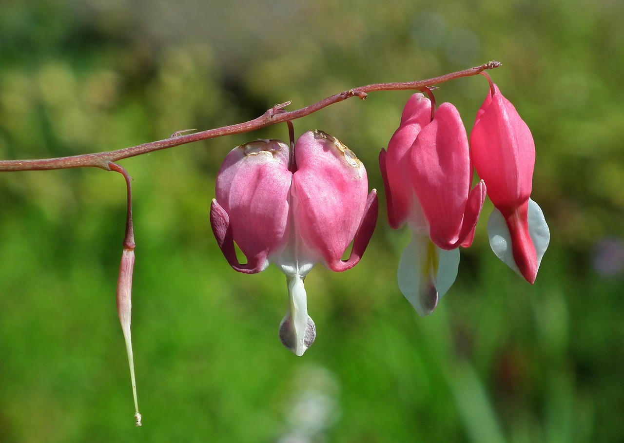 nature flower hearts free photo