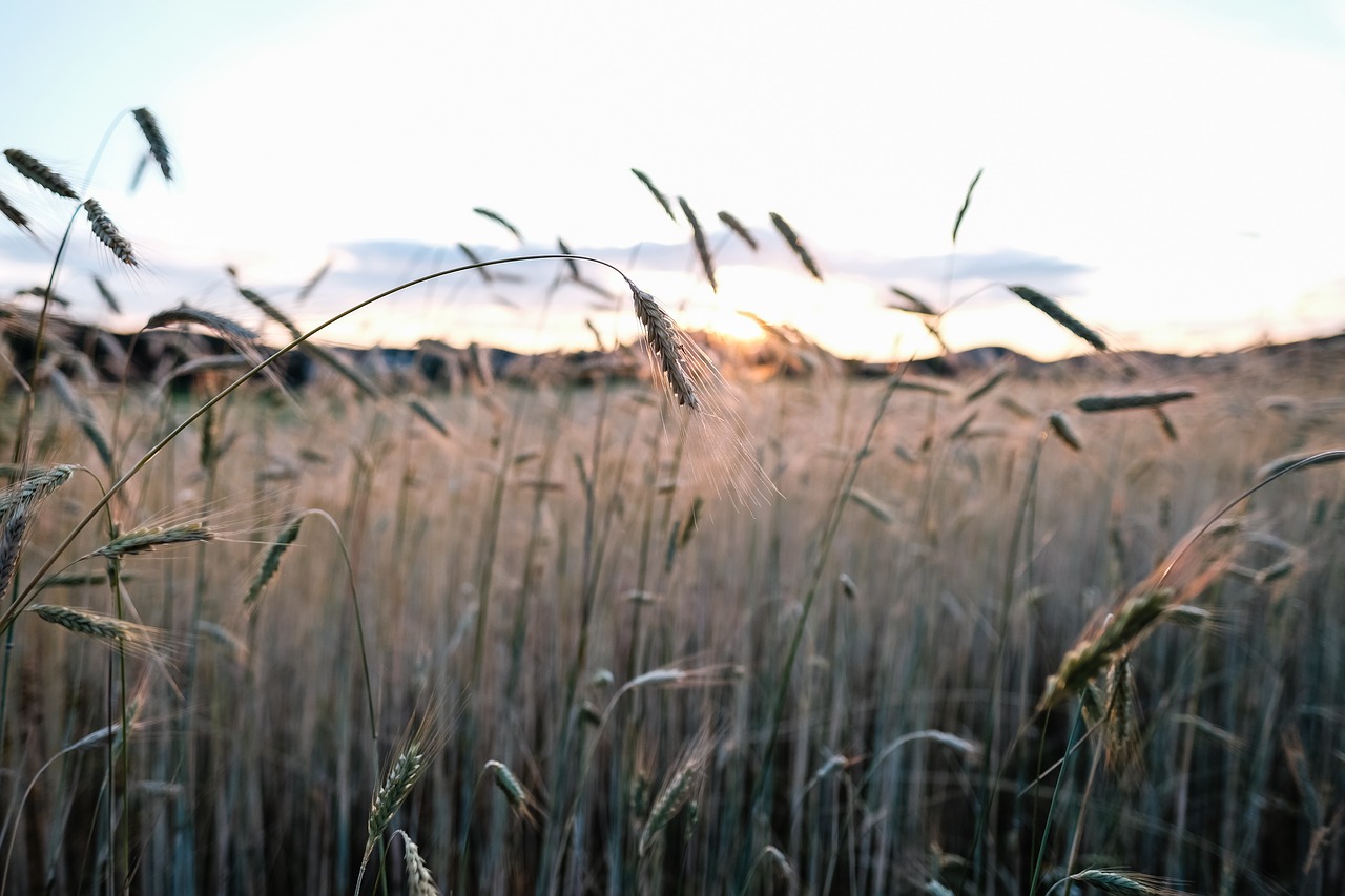 nature sky grass free photo