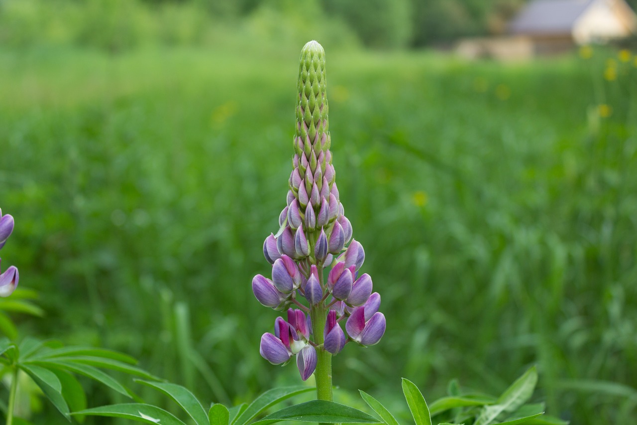 nature flower grass free photo