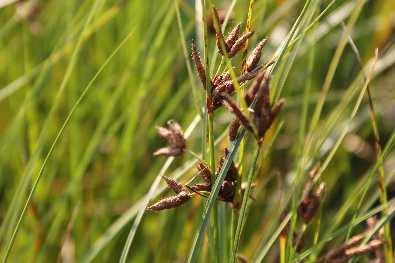 nature grass flora free photo