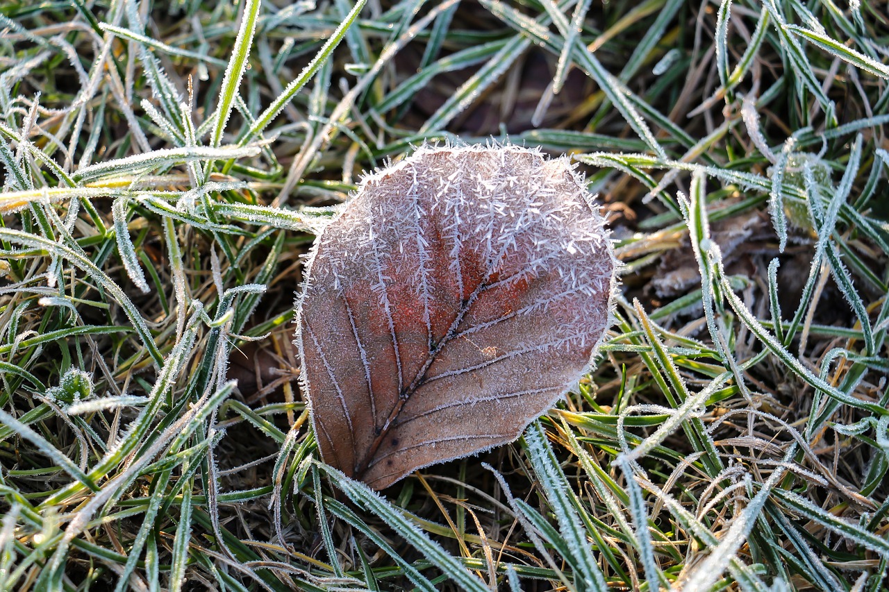 nature leaf frozen free photo