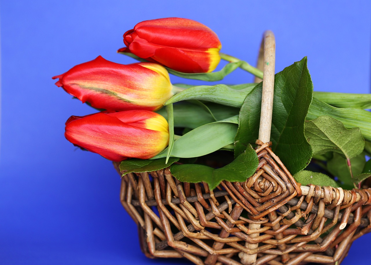 nature basket flora free photo