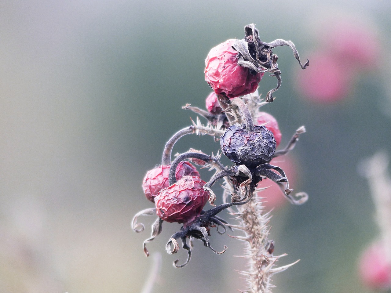 nature rose hip transient free photo