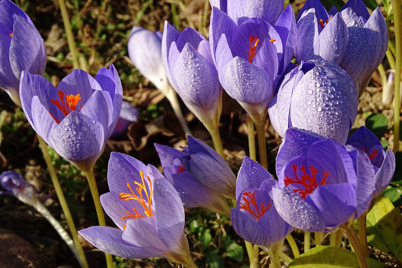 nature flower plant free photo