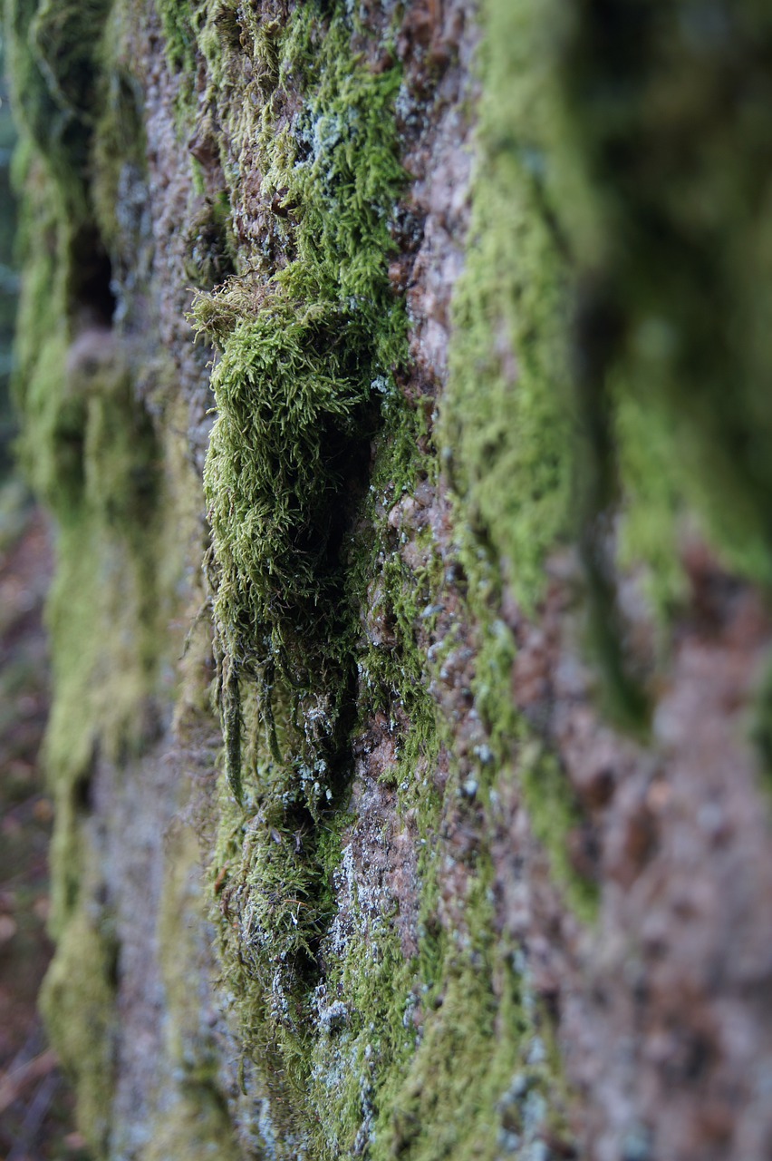 nature moss rock free photo