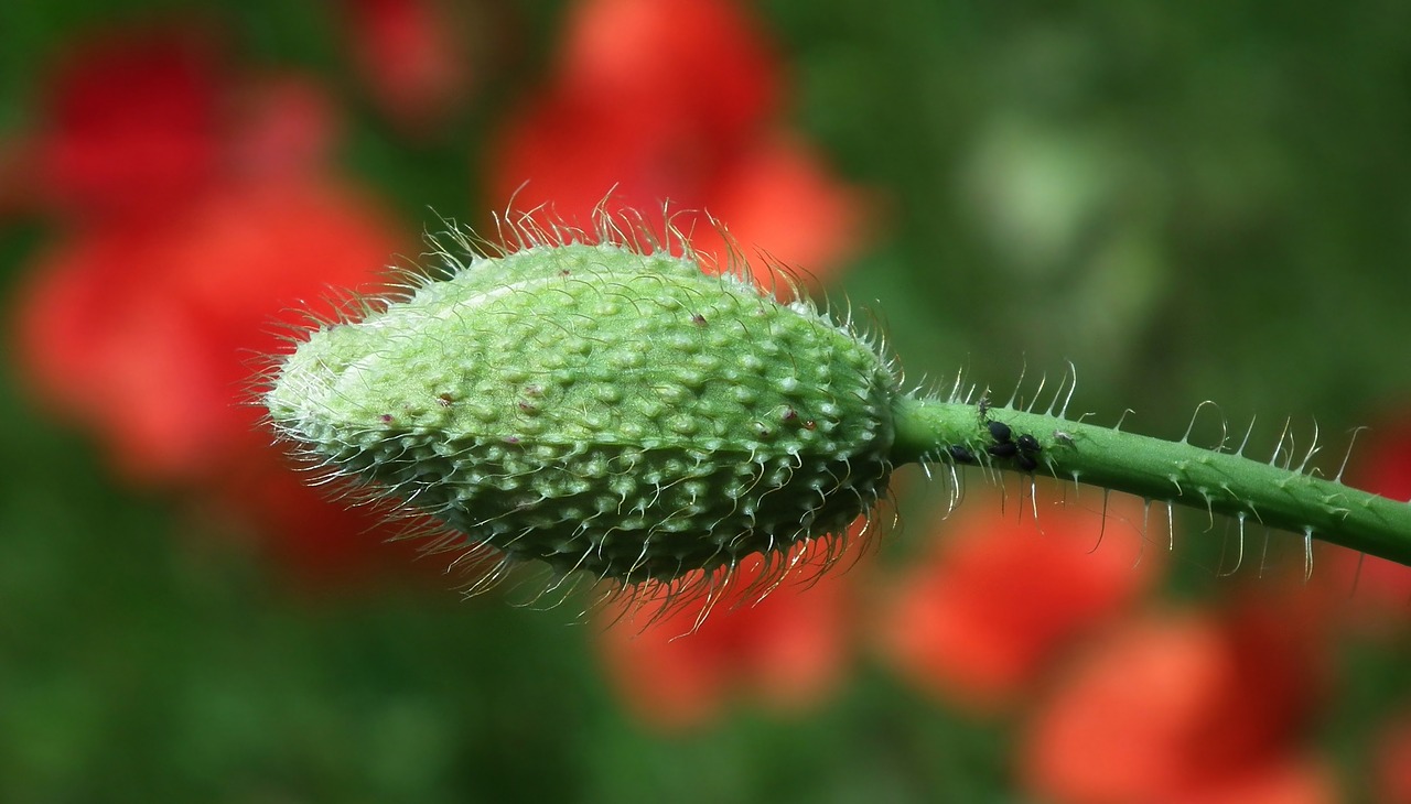 nature closeup garden free photo