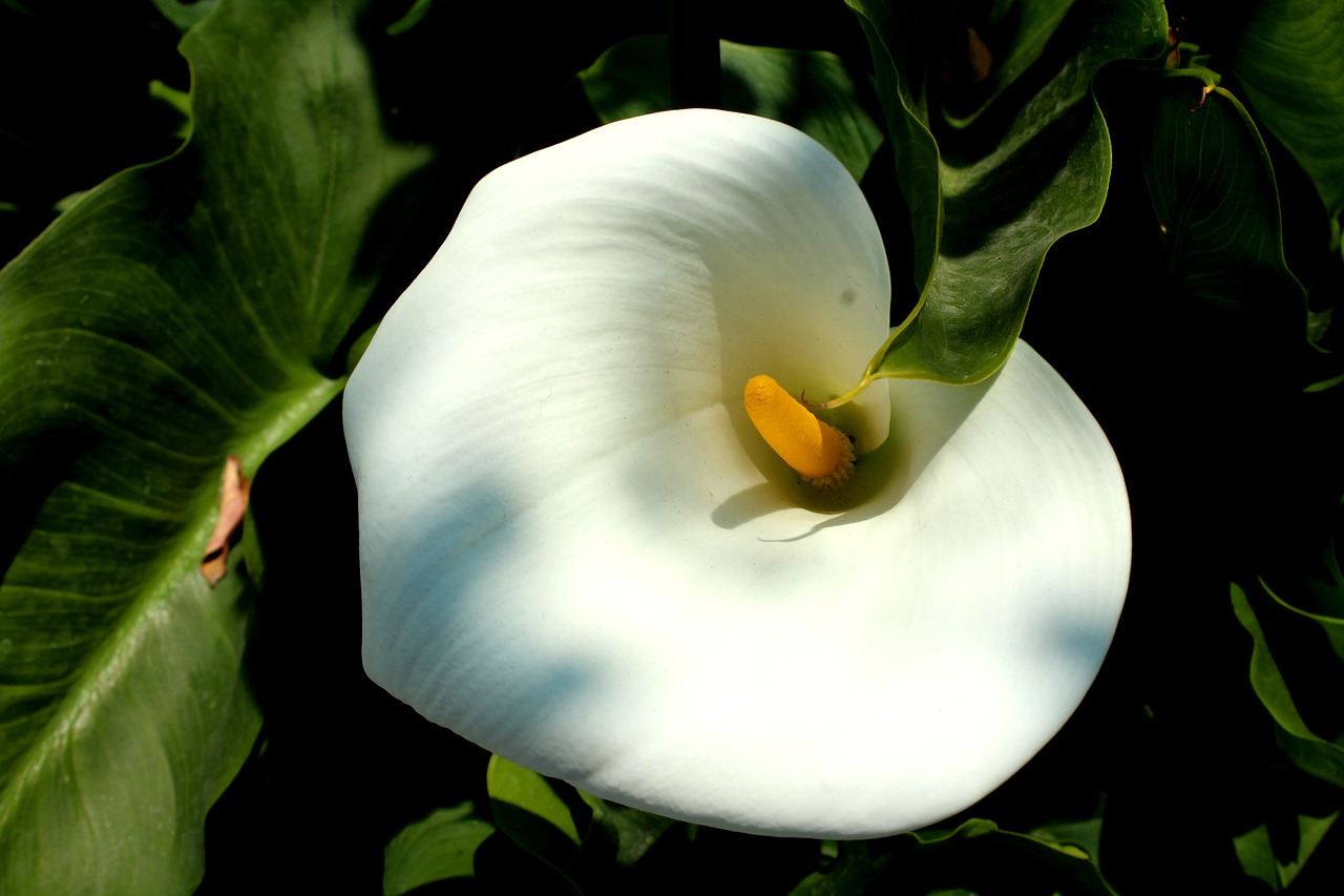 nature leaf plant free photo