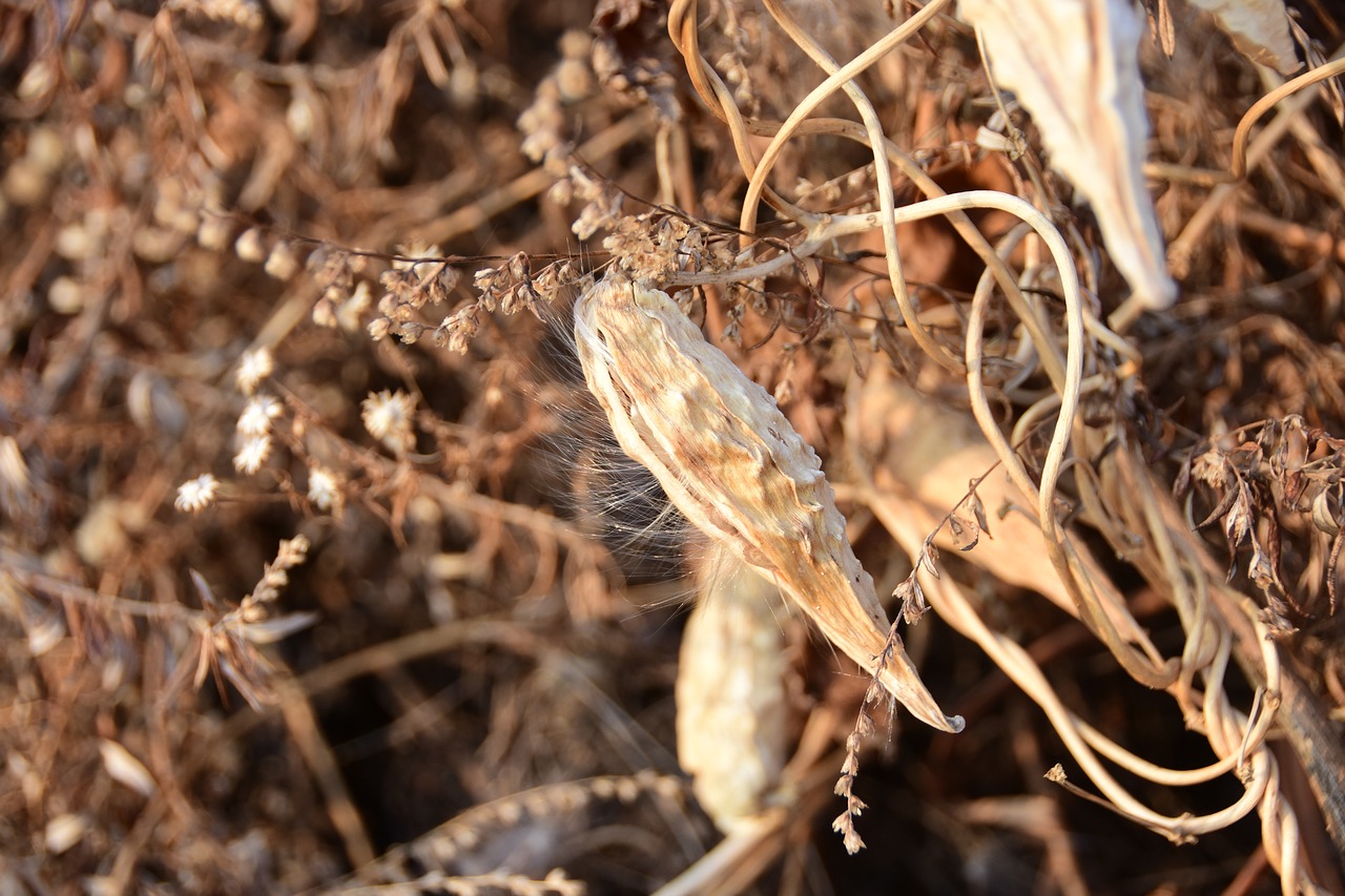 nature dry close free photo