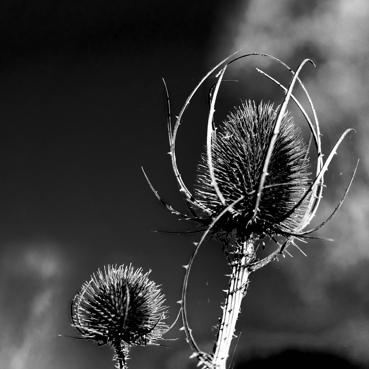 nature no person thistle free photo