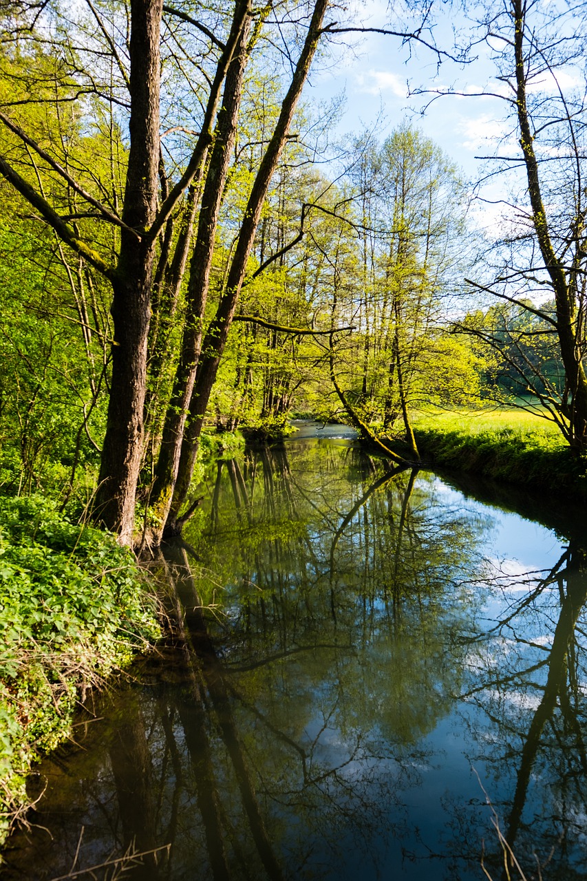 nature wood tree free photo