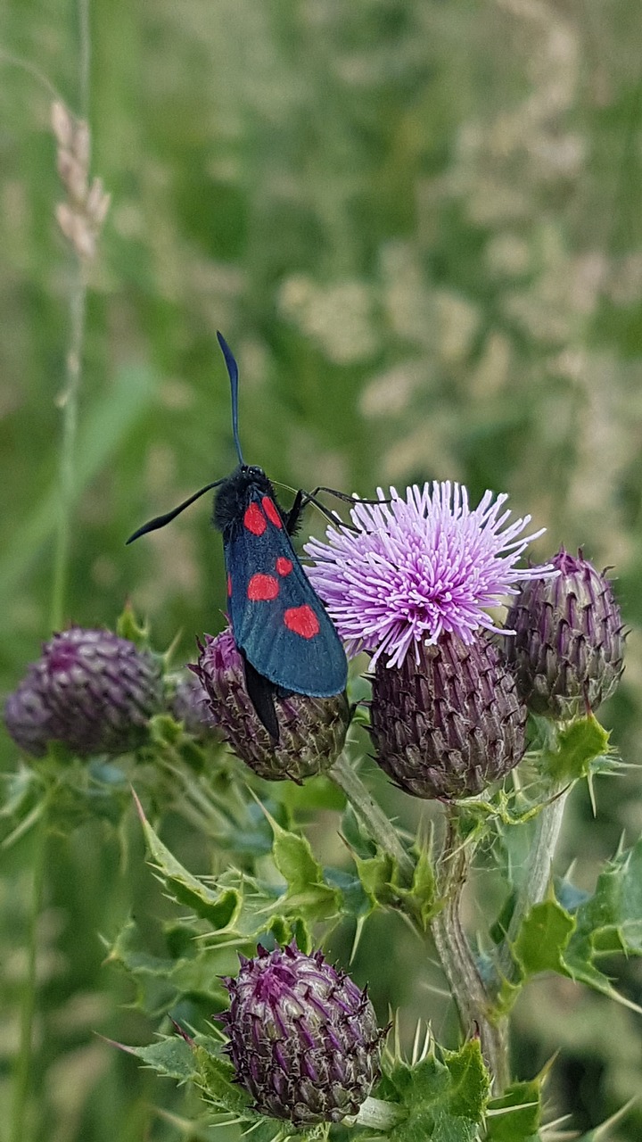 nature flower summer free photo