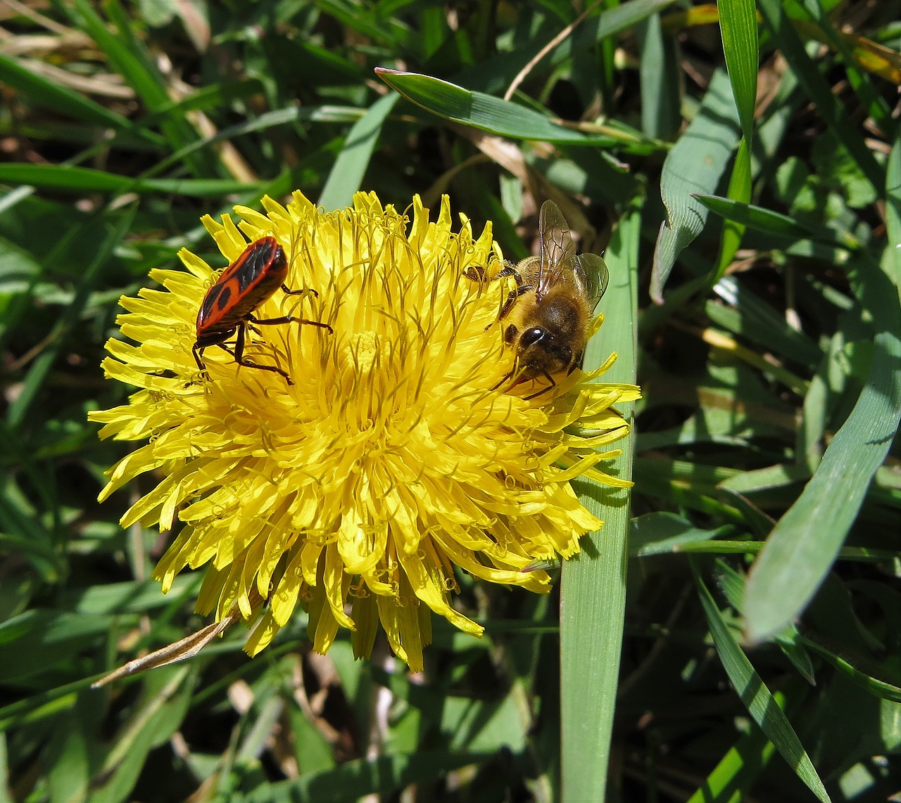 nature dandelion bee free photo