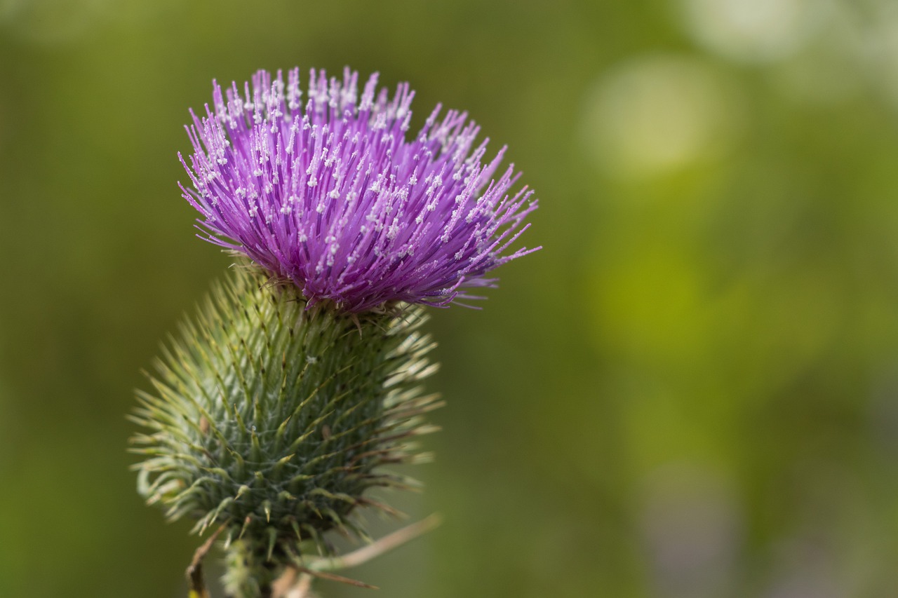 nature plant flower free photo