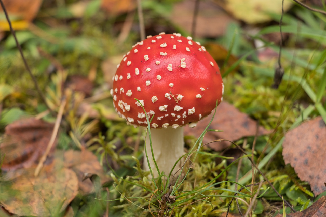 nature mushroom grass free photo