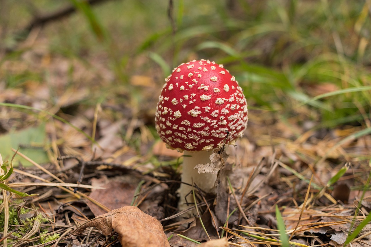 nature grass mushrooms free photo