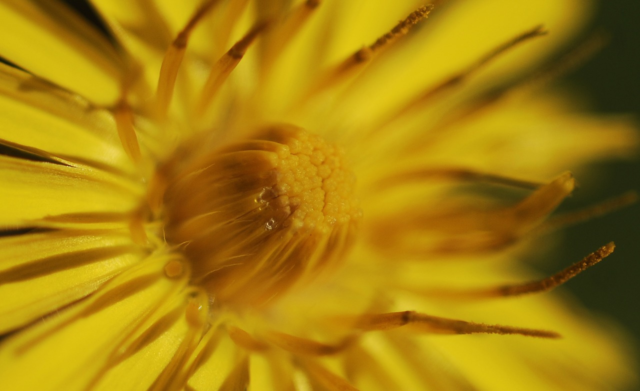 nature flower plant free photo