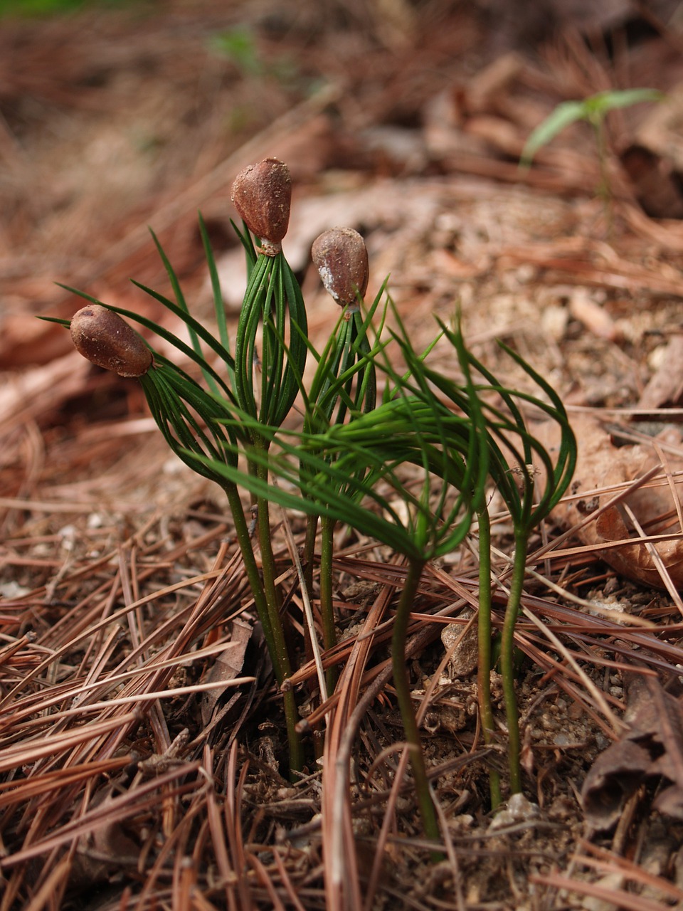 nature plants pinus koraiensis free photo