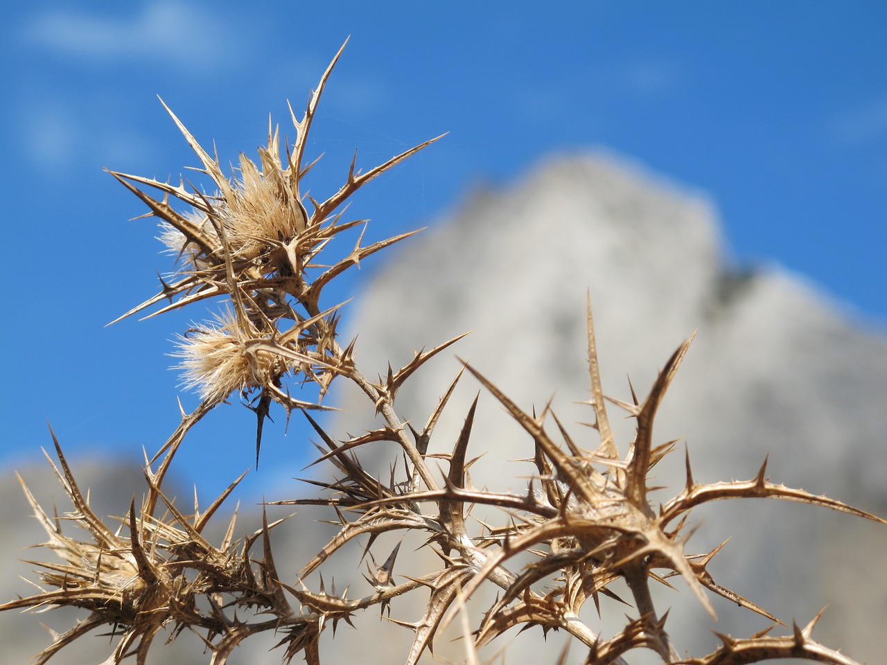 nature plant close free photo