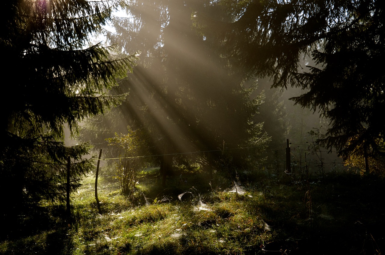 nature tree wood free photo