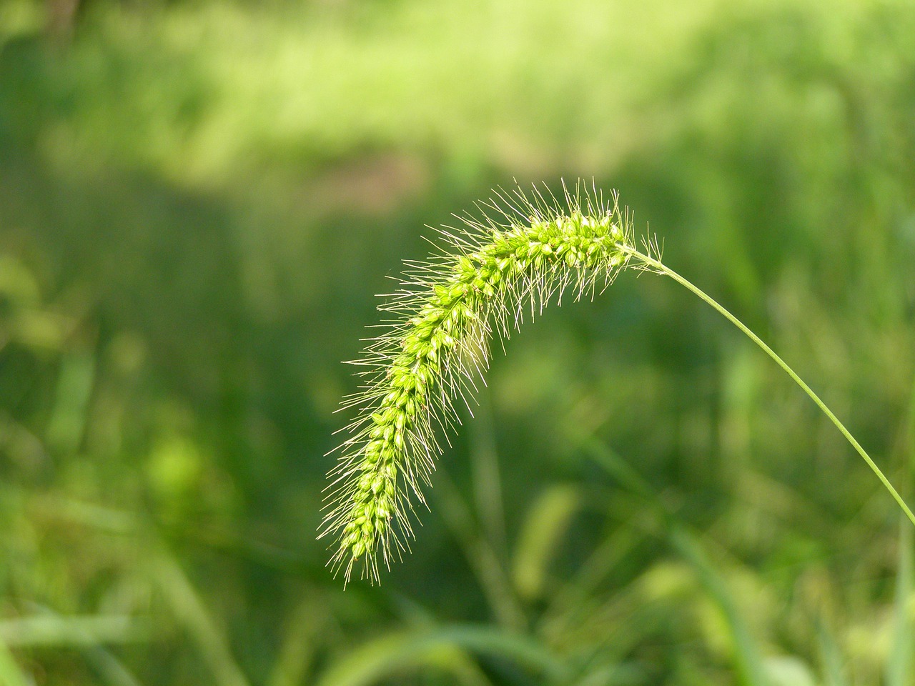 nature summer plants free photo