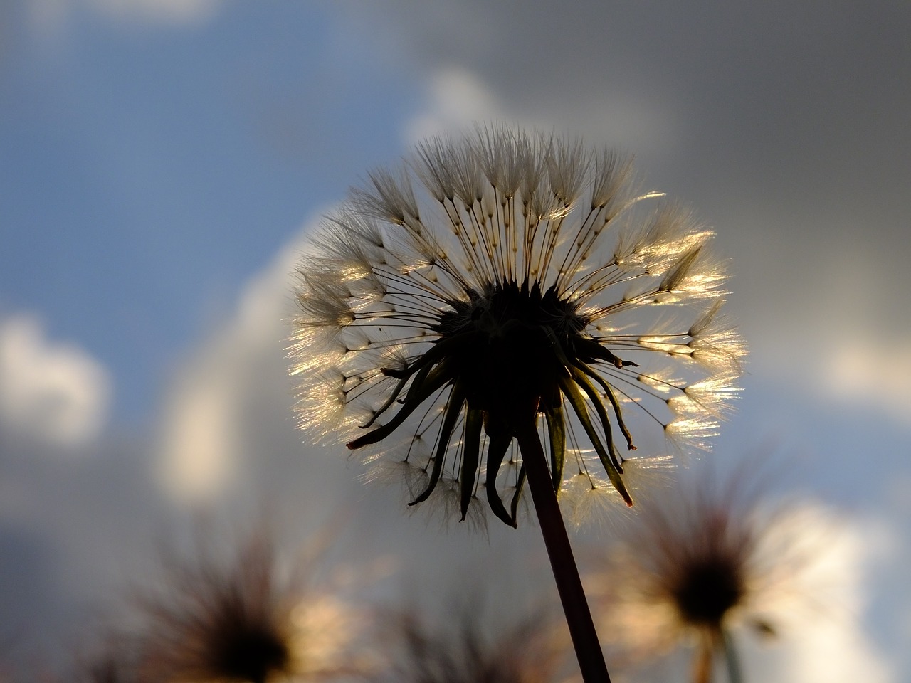 nature flower plant free photo