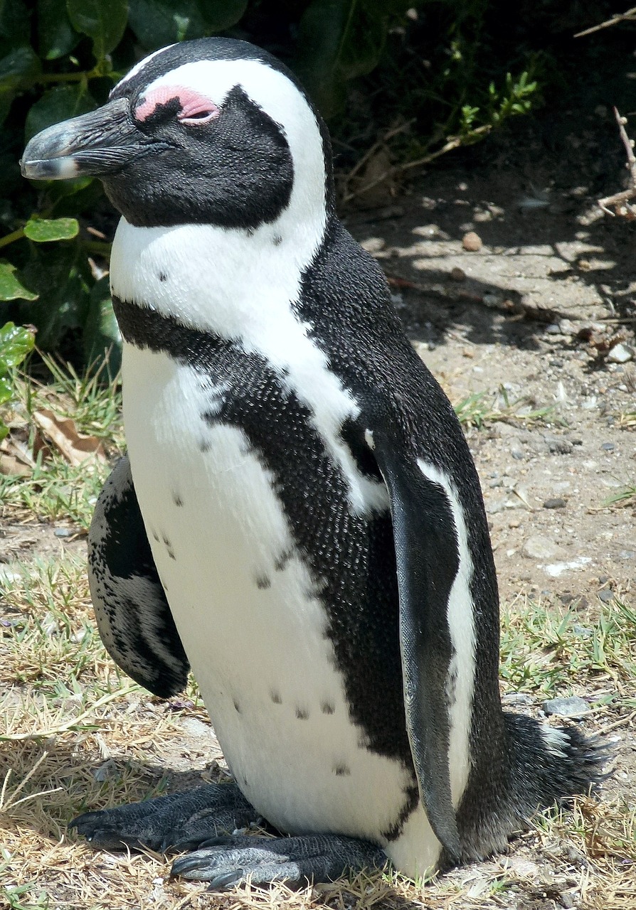 nature bird african penguin free photo