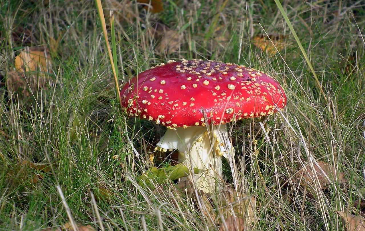nature mushroom amanita free photo