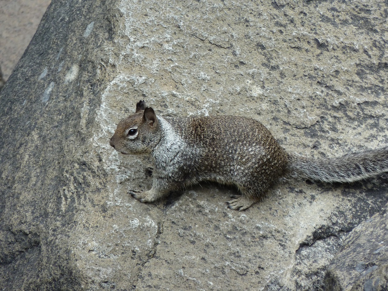 nature grey animal free photo