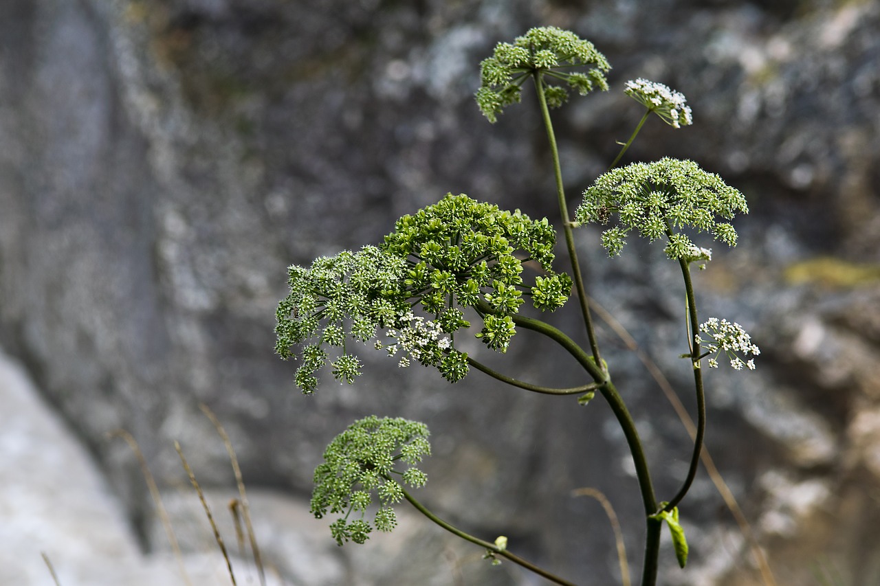 nature plant leaf free photo