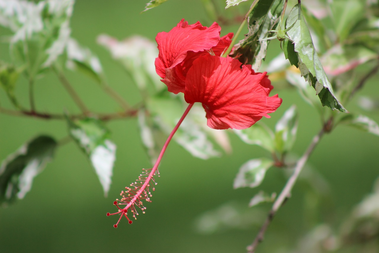 nature flora flower free photo