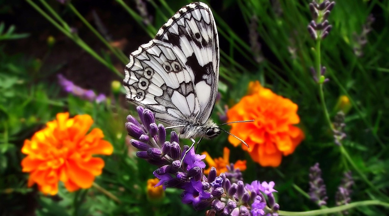 nature flower insect free photo