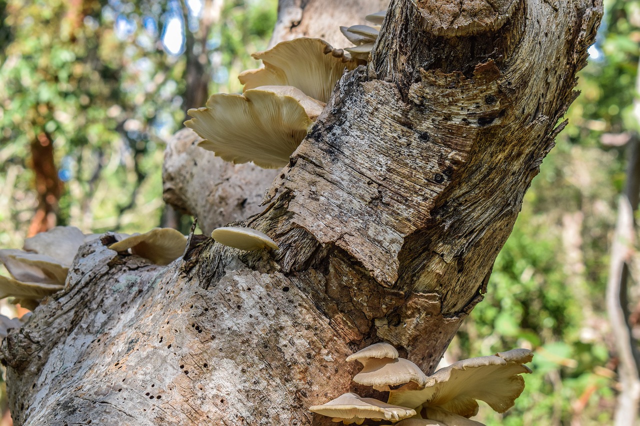 nature tree wood free photo