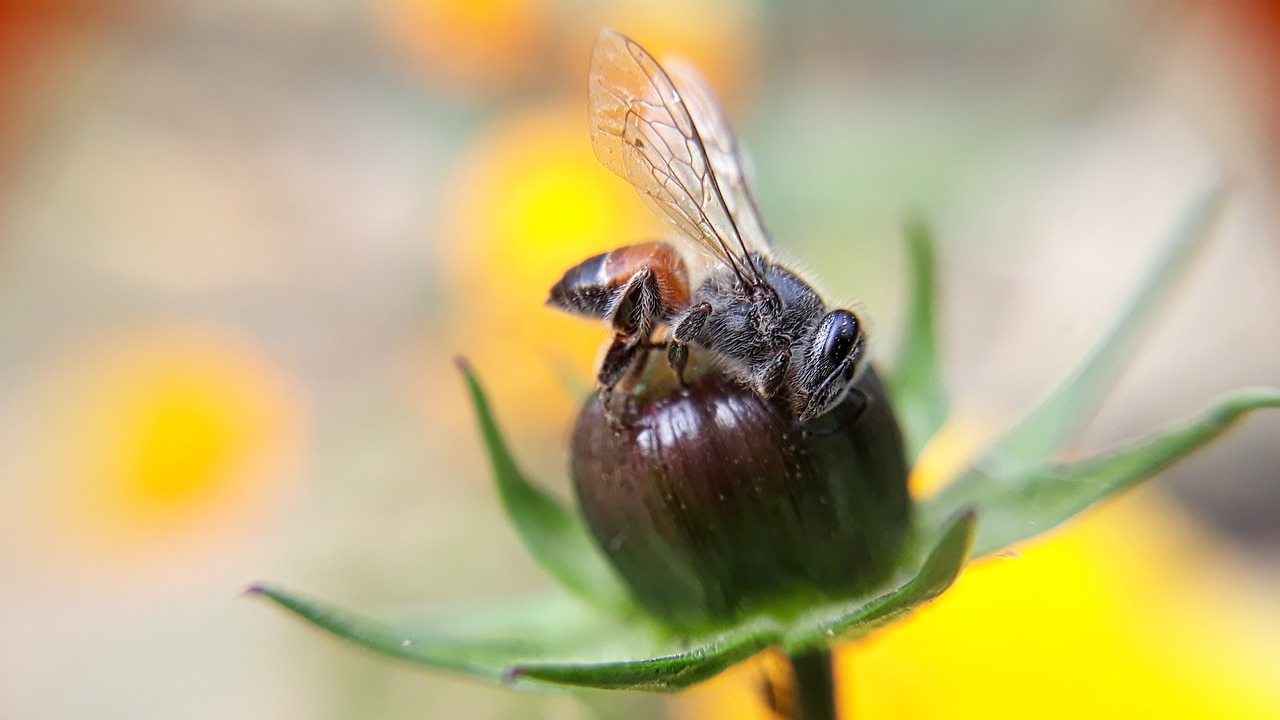 nature insect closeup free photo