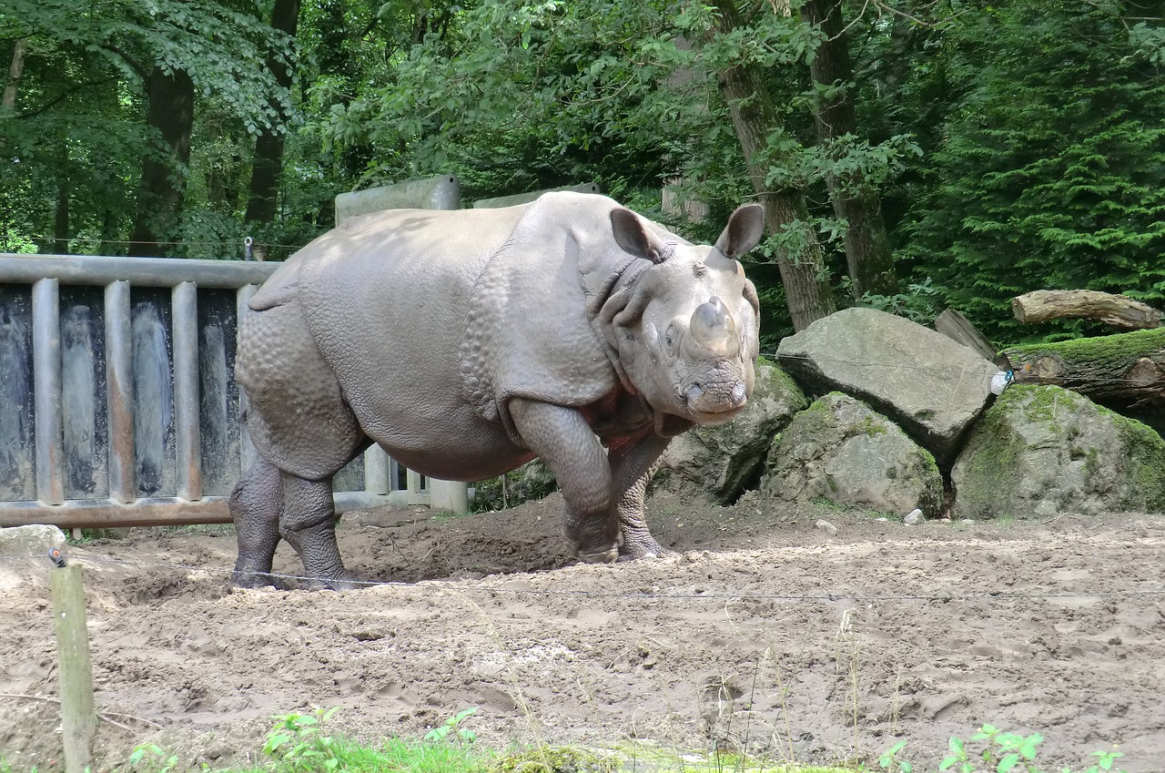 nature zoo rhino free photo