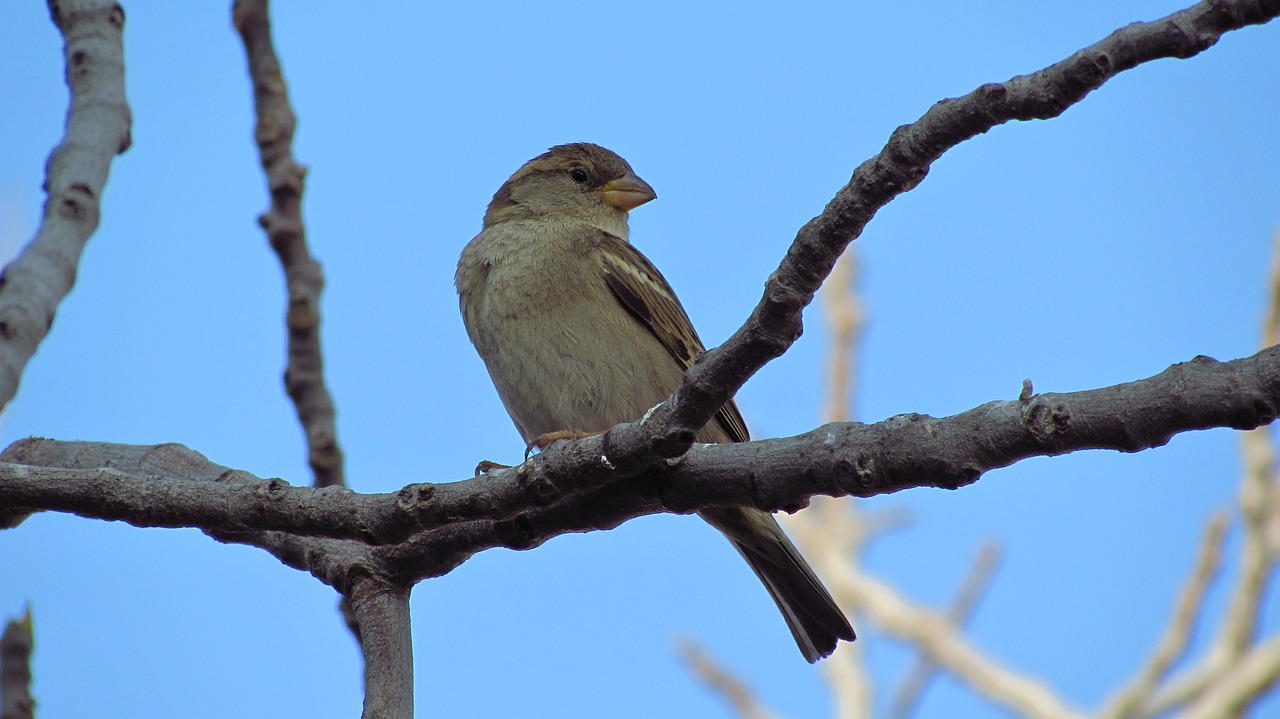 nature birds wildlife free photo