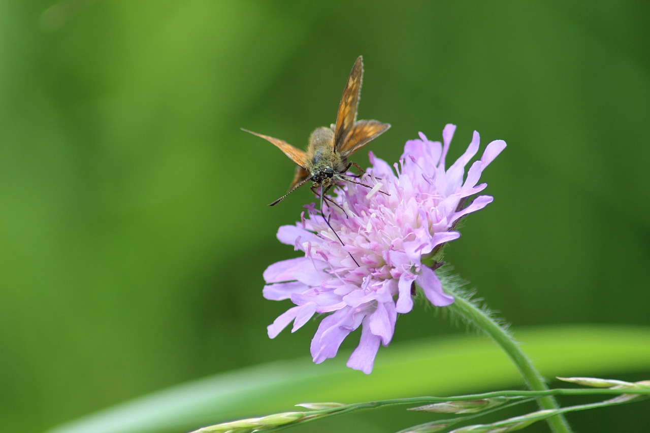 nature flower summer free photo