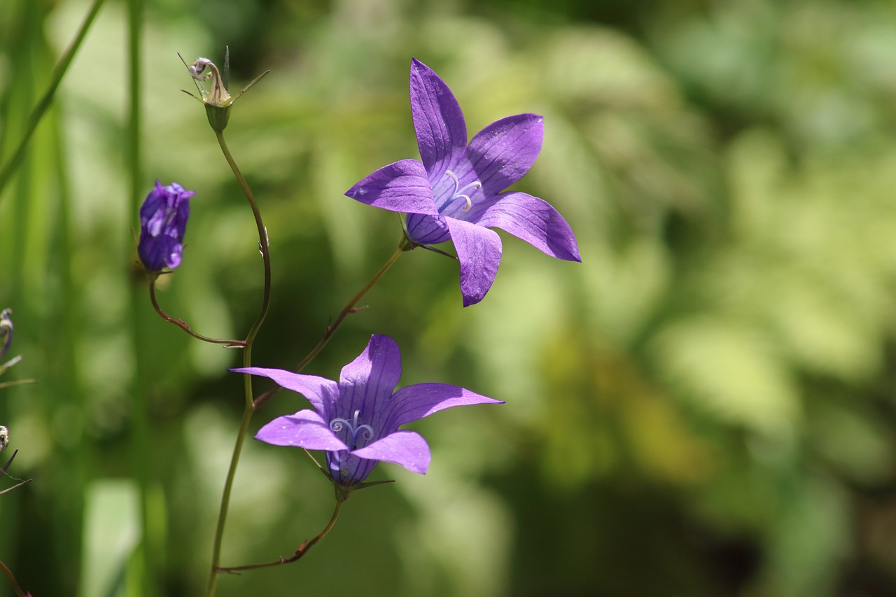 nature plant flower free photo