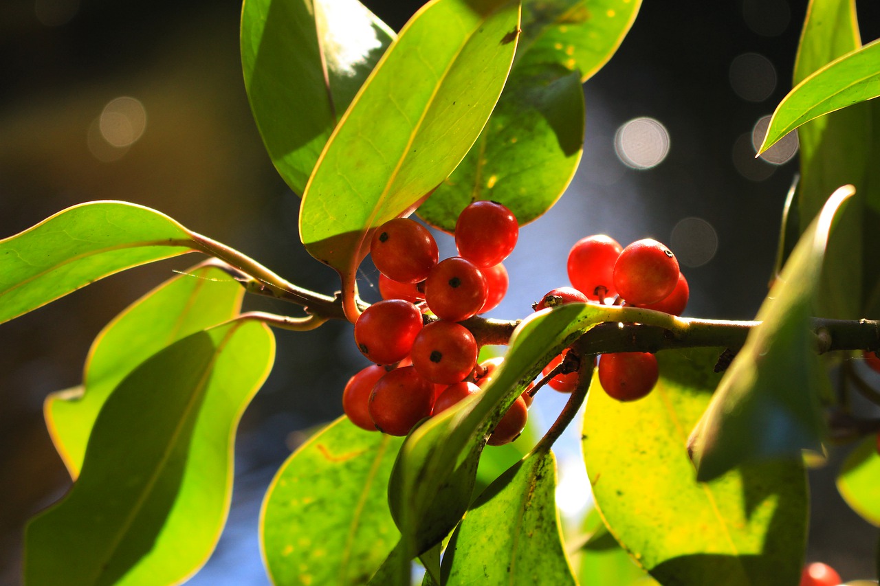 nature fruit tree free photo