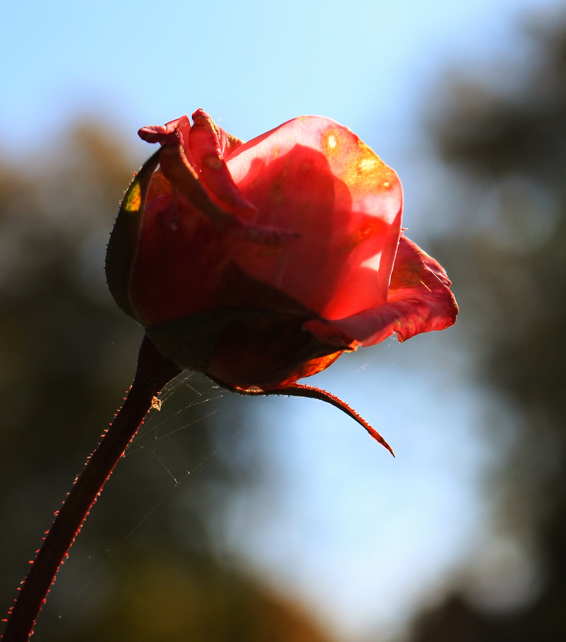 nature flower plant free photo