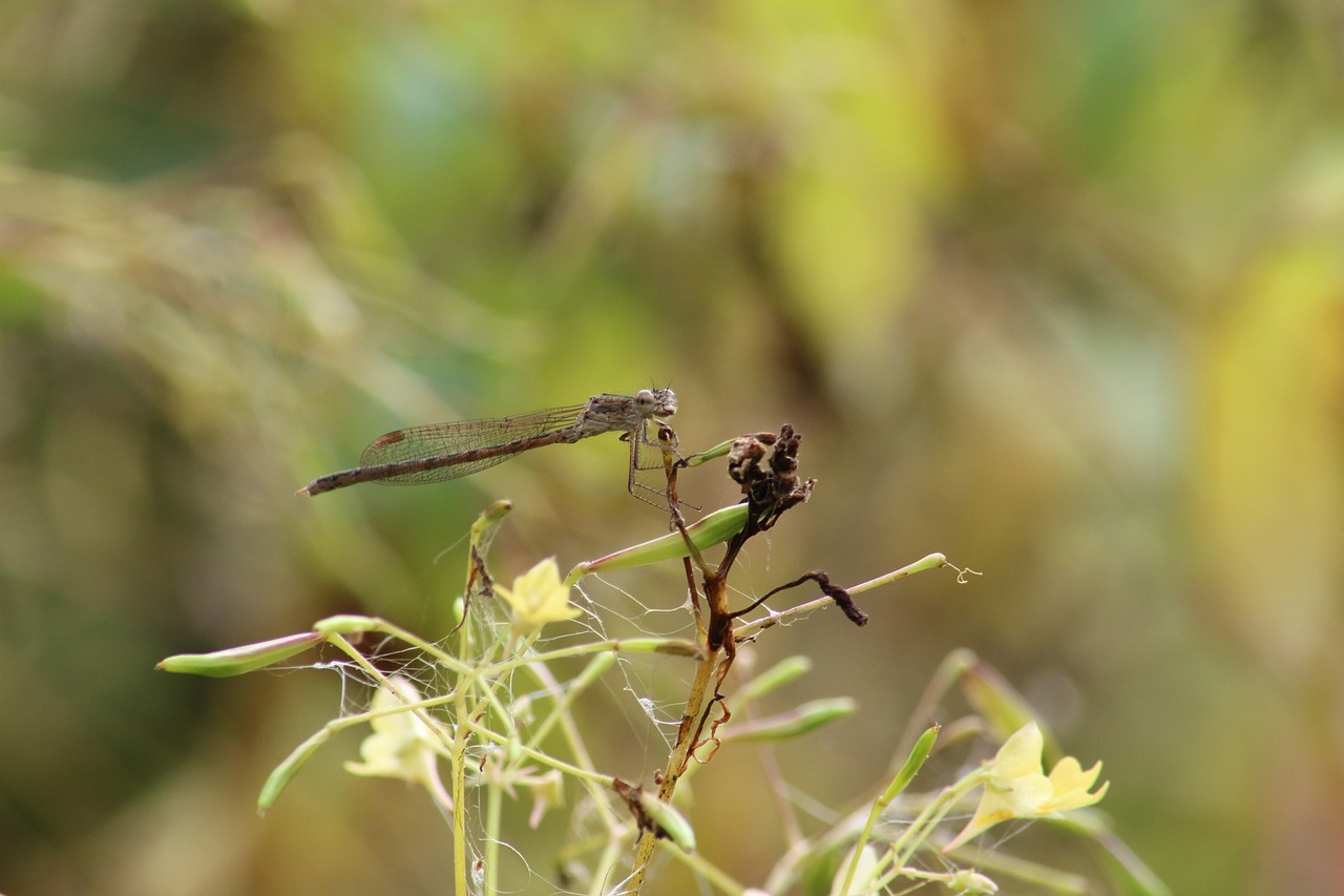 nature no one outdoors free photo