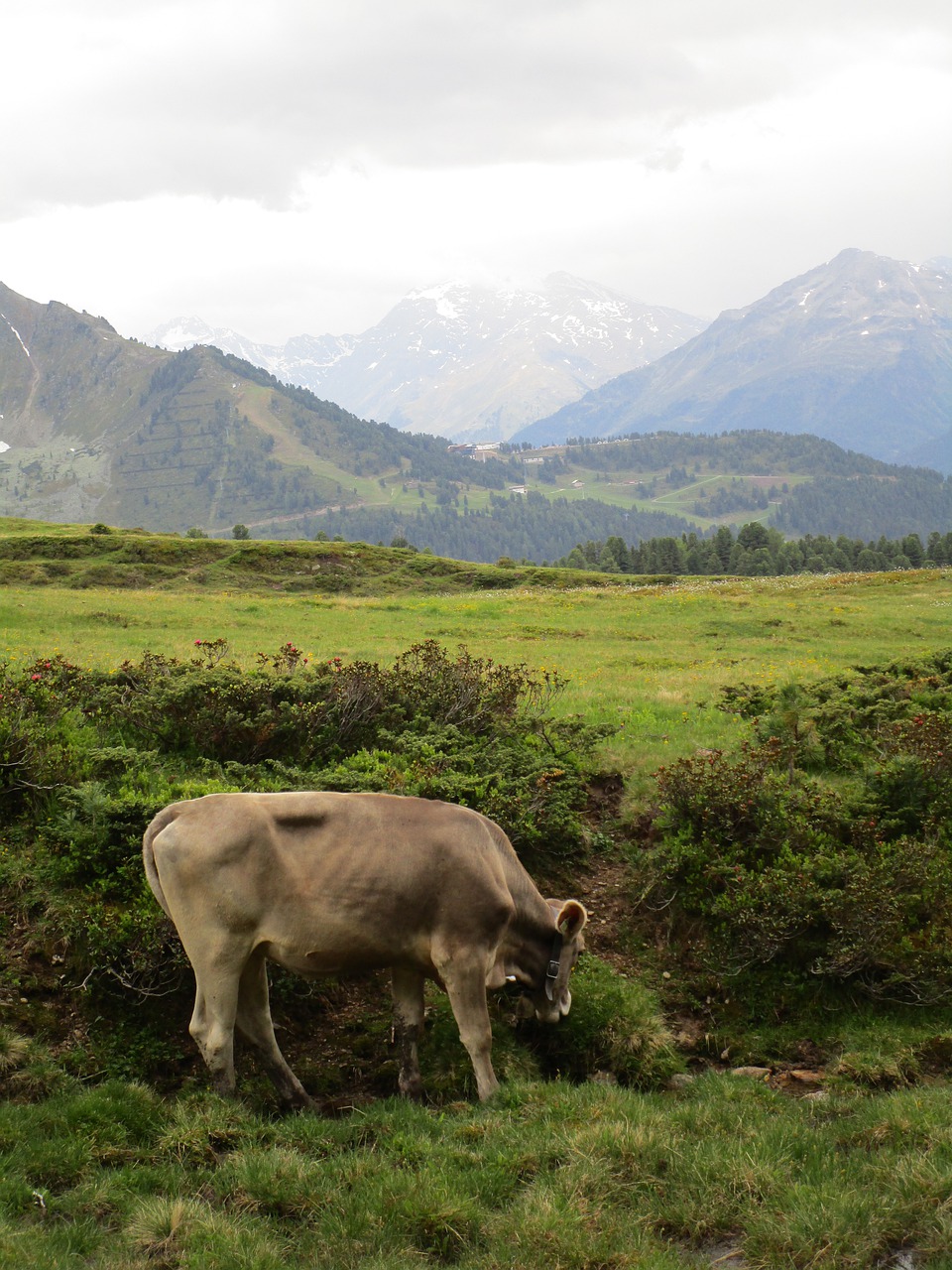 nature mountain grass free photo