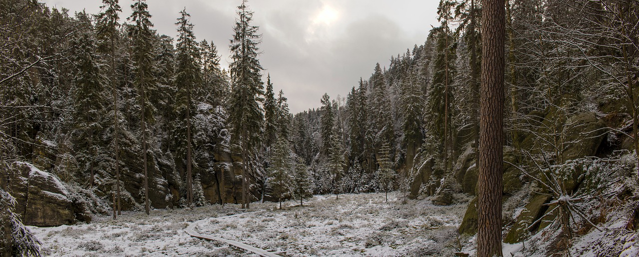 nature snow tree free photo